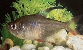 Hyphessobrycon rosaceus ou tétra joyau rose